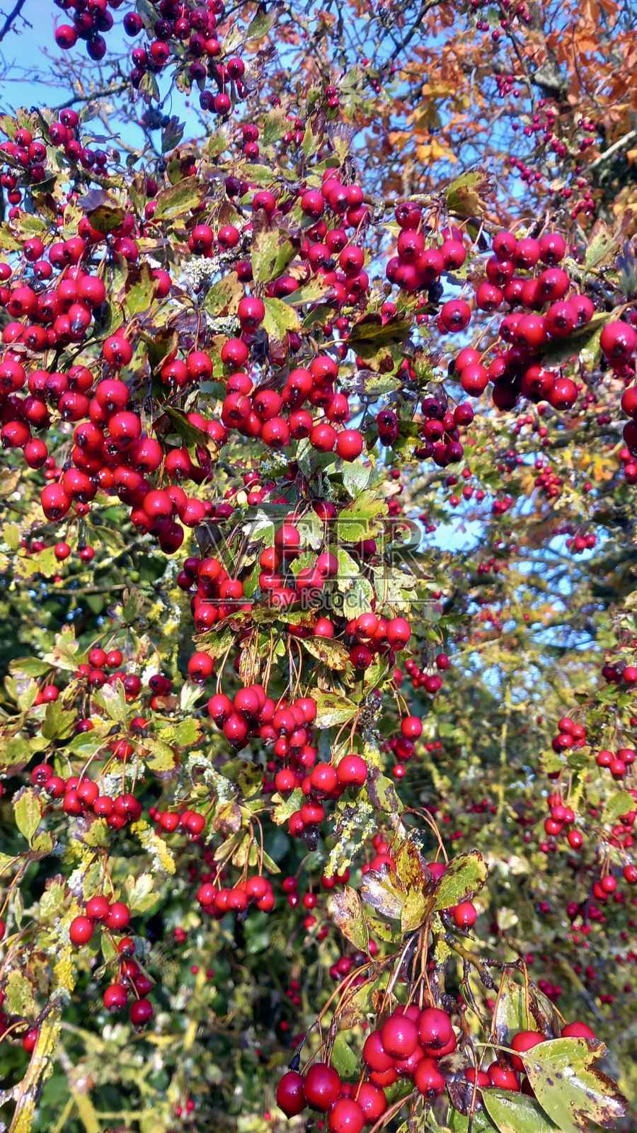 天然红果B照片摄影图片