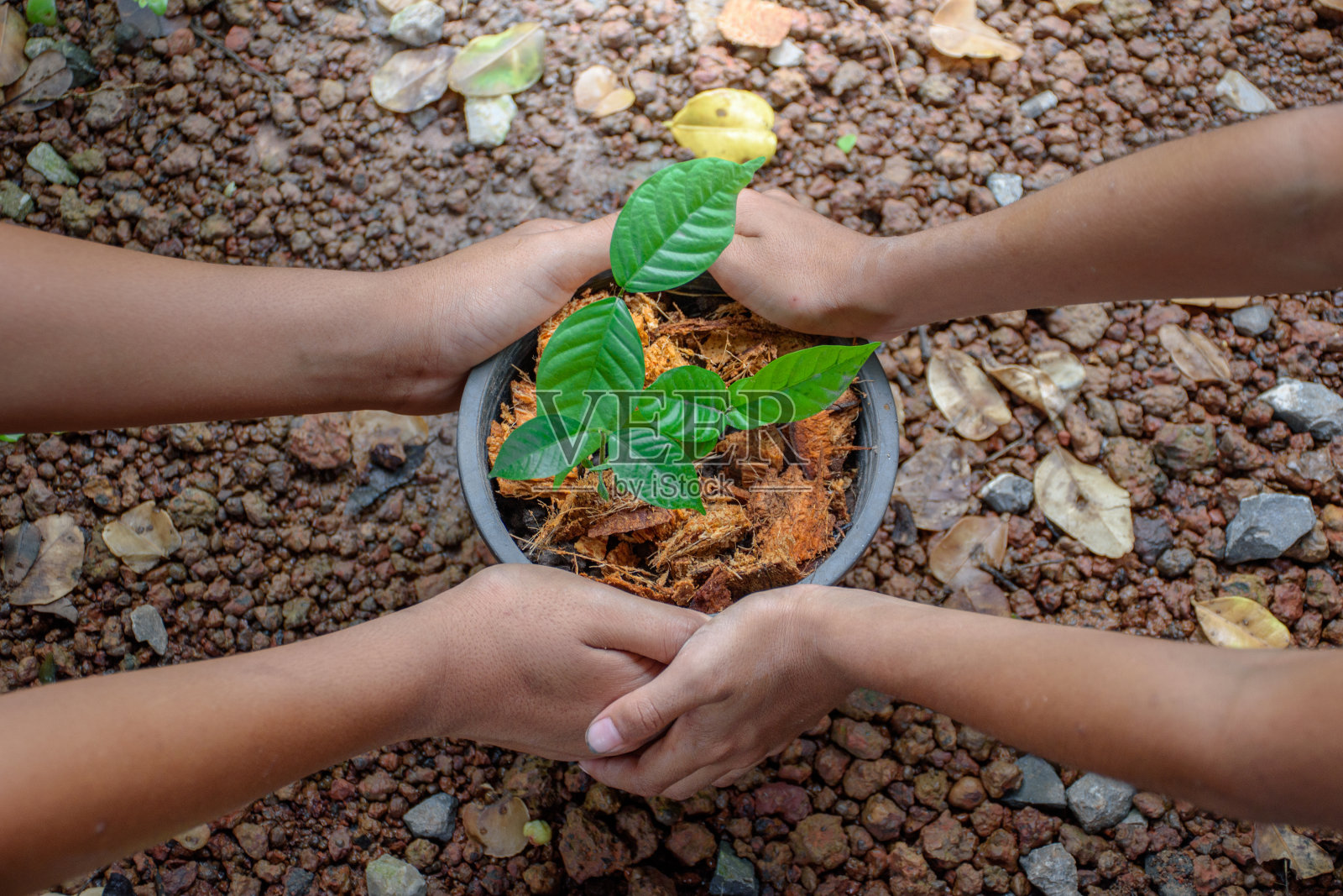 两个男孩的手拿着一盆小树,土壤俯视图在模糊的地面和柔和的阳光背景下,室外花园公园的环境和再造林的概念。照片摄影图片