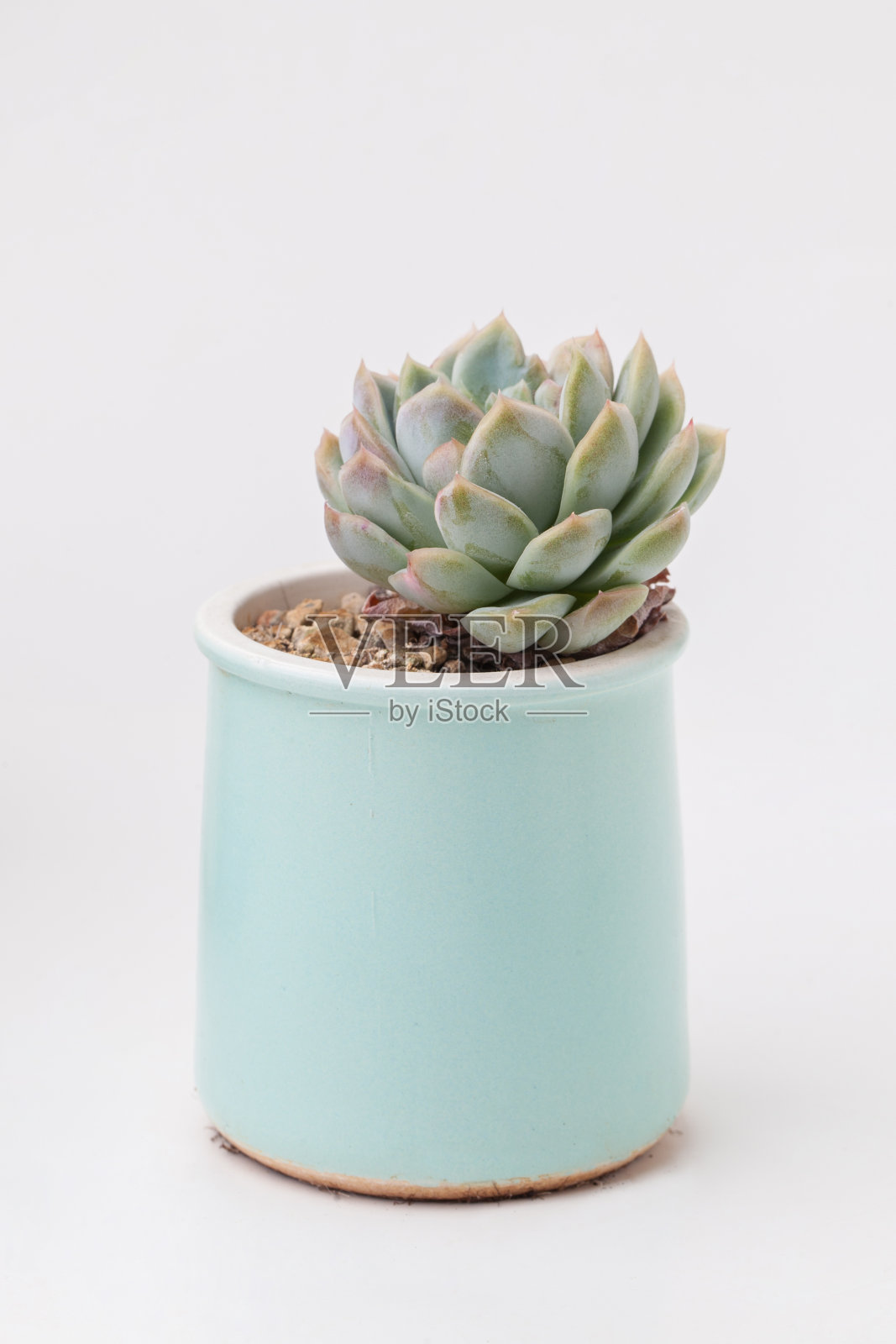 绿色月季月牙多汁。花室内植物在白色背景的蓝色陶瓷花盆照片摄影图片