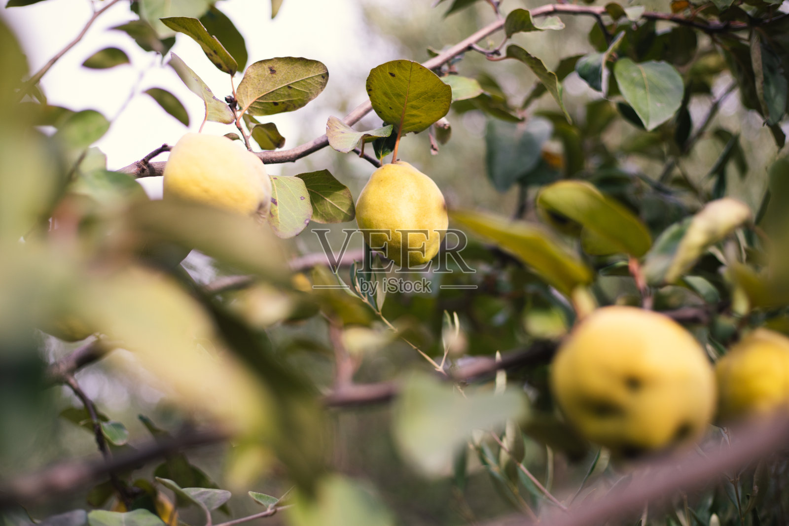 树枝上挂满了昆斯果实的照片照片摄影图片