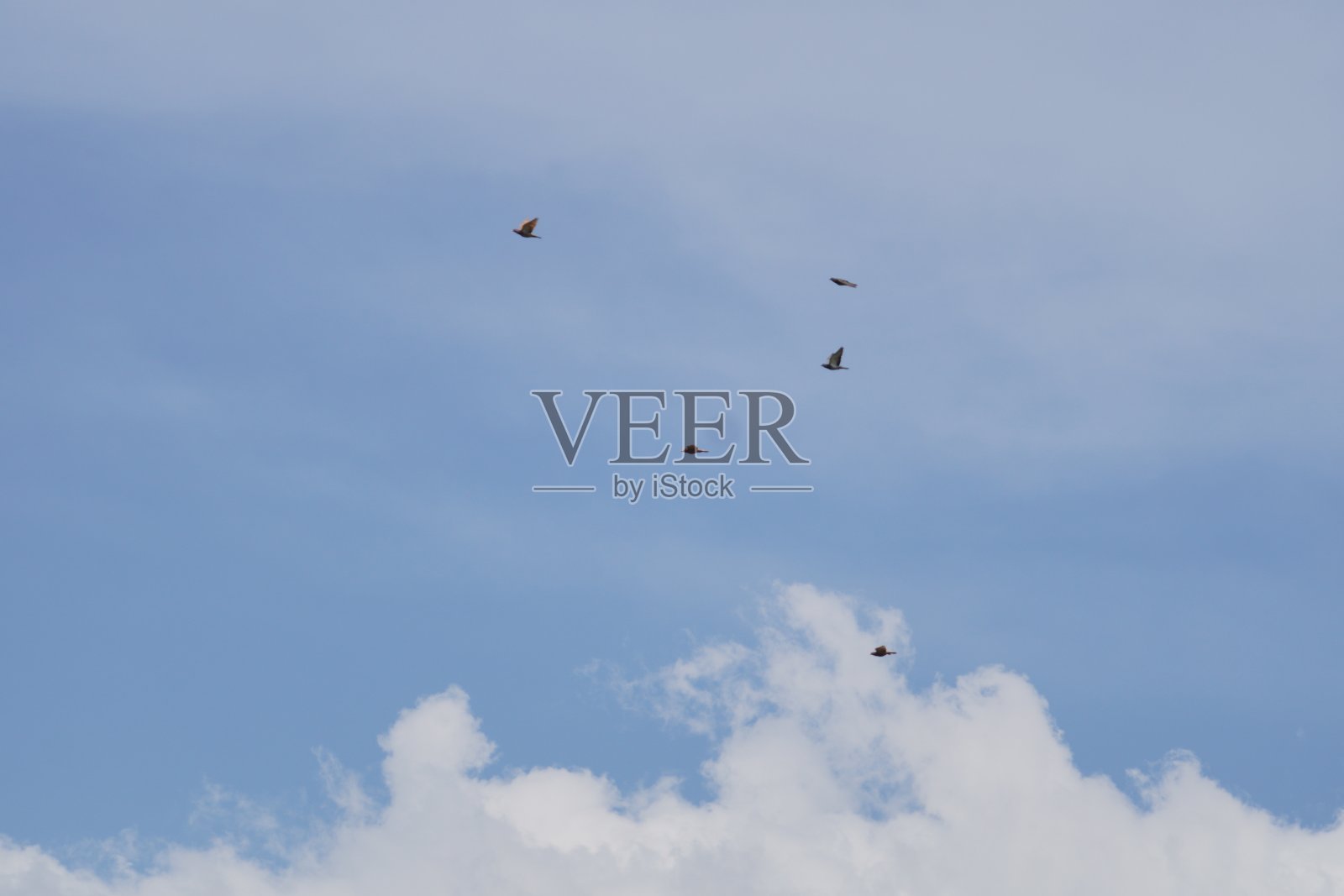 鸟的飞行照片摄影图片