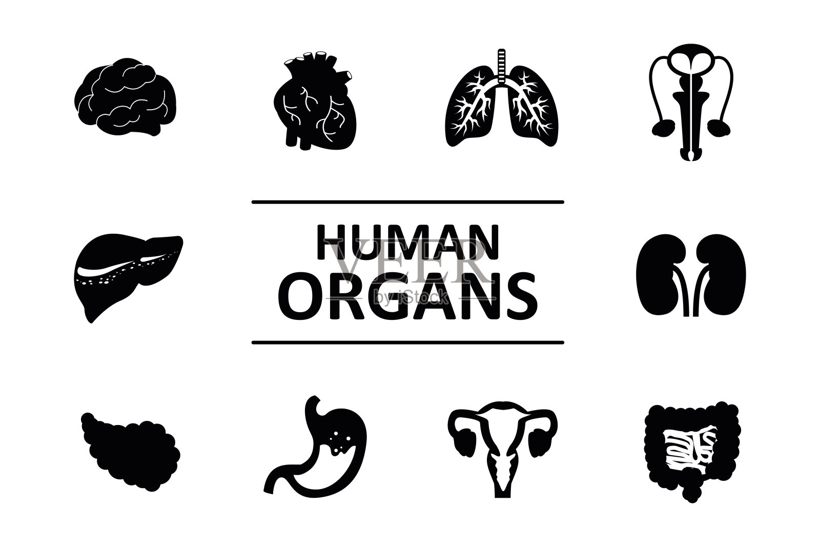 一组不同的人体内部器官。人体元素的集合。肝、肾和心的黑色象形图被隔离在白色的背景上。解剖标志。插画图片素材