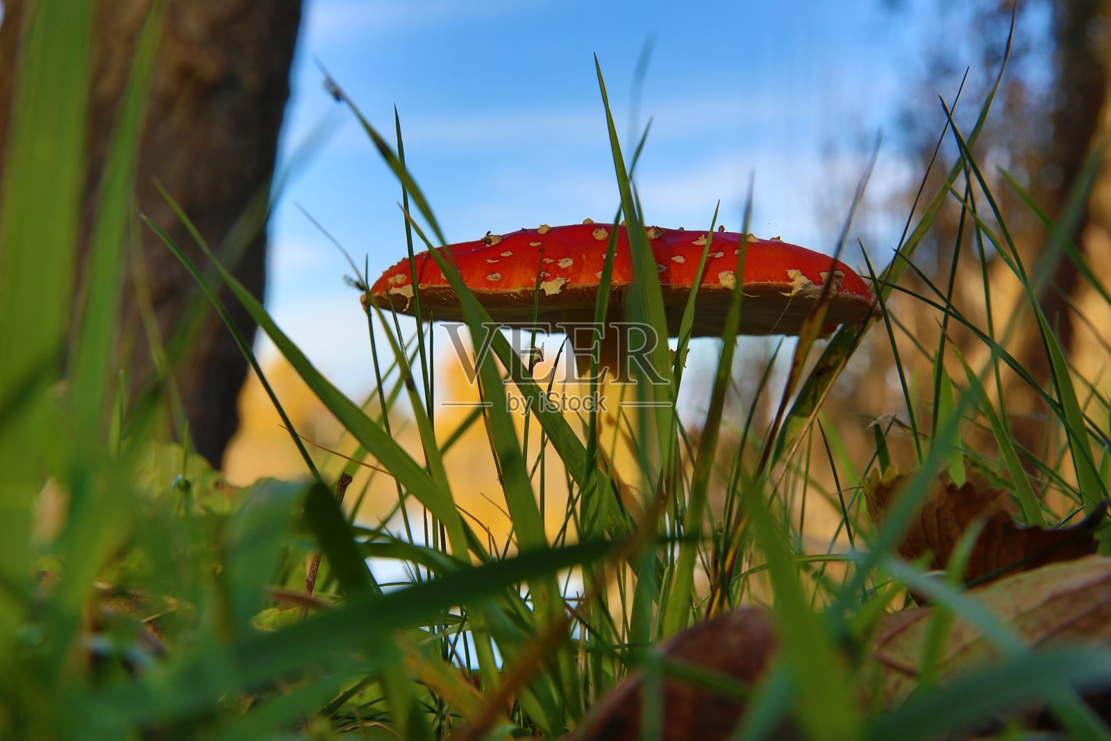 秋天,生长在草地上的红色毒菌照片摄影图片
