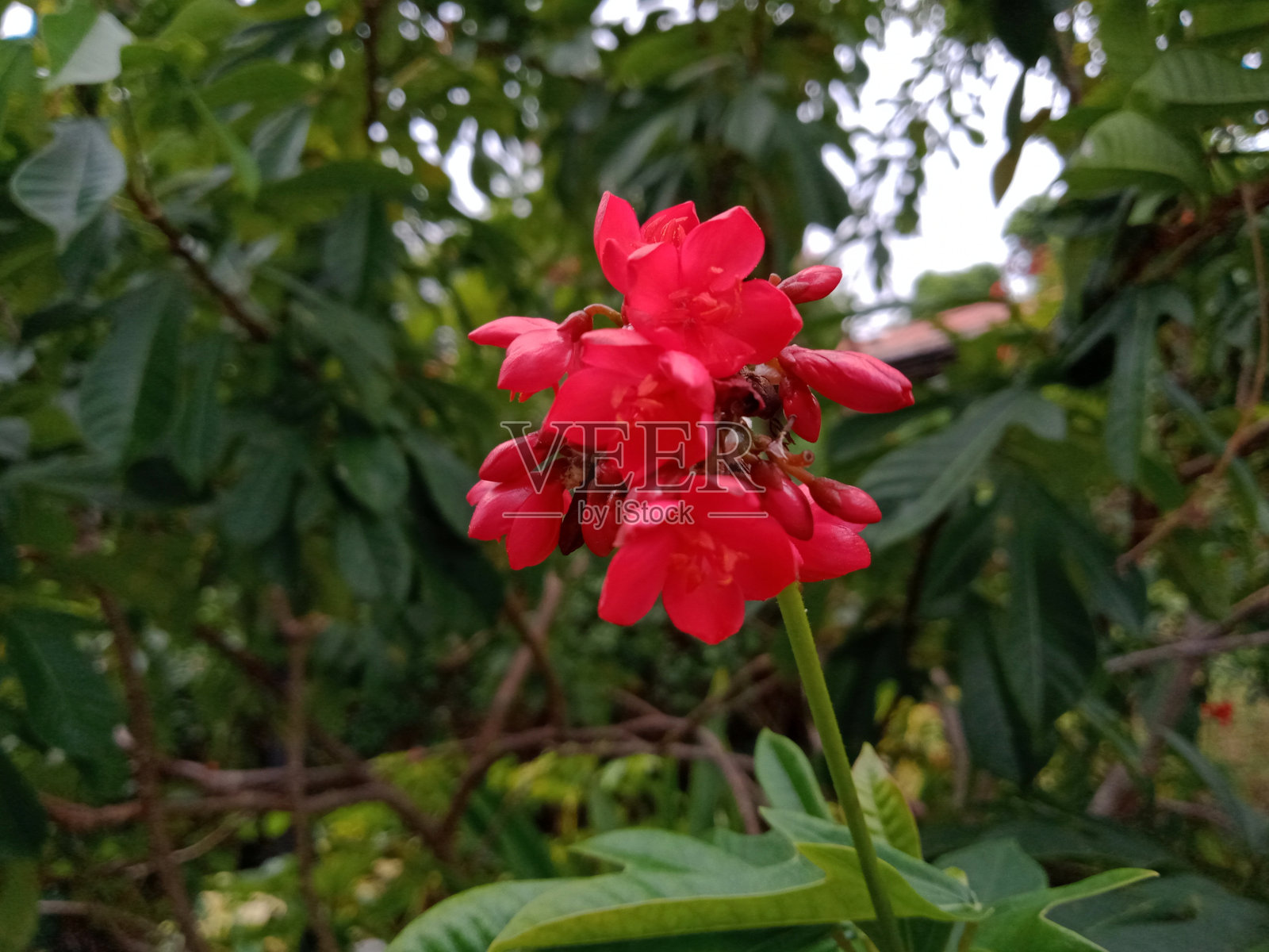 美丽的红色花朵和绿色的树叶在公园里照片摄影图片