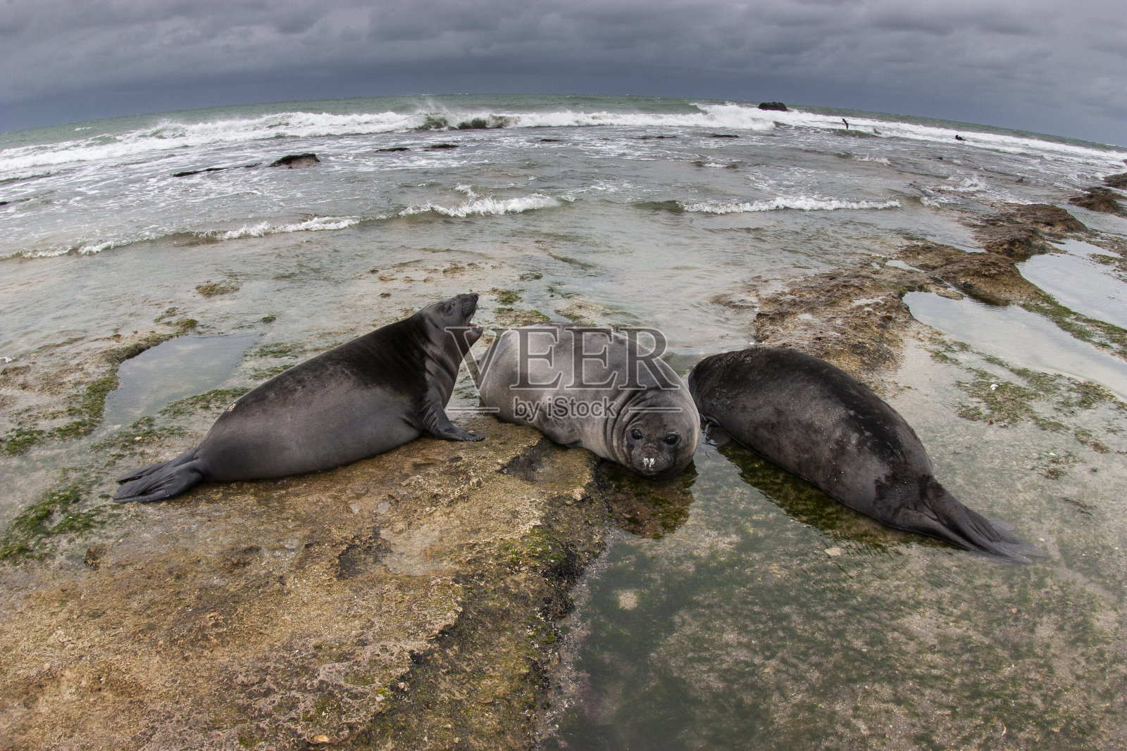加布里埃尔红色的照片摄影图片