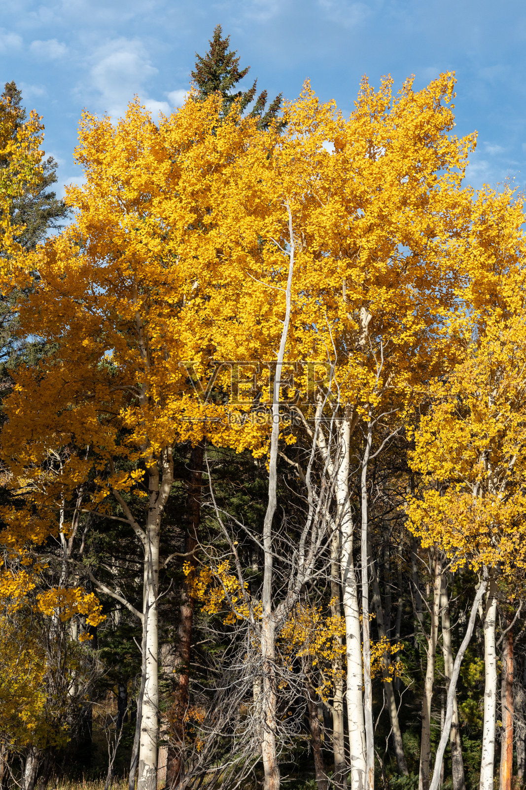 黄石国家公园里亮黄色的白杨照片摄影图片