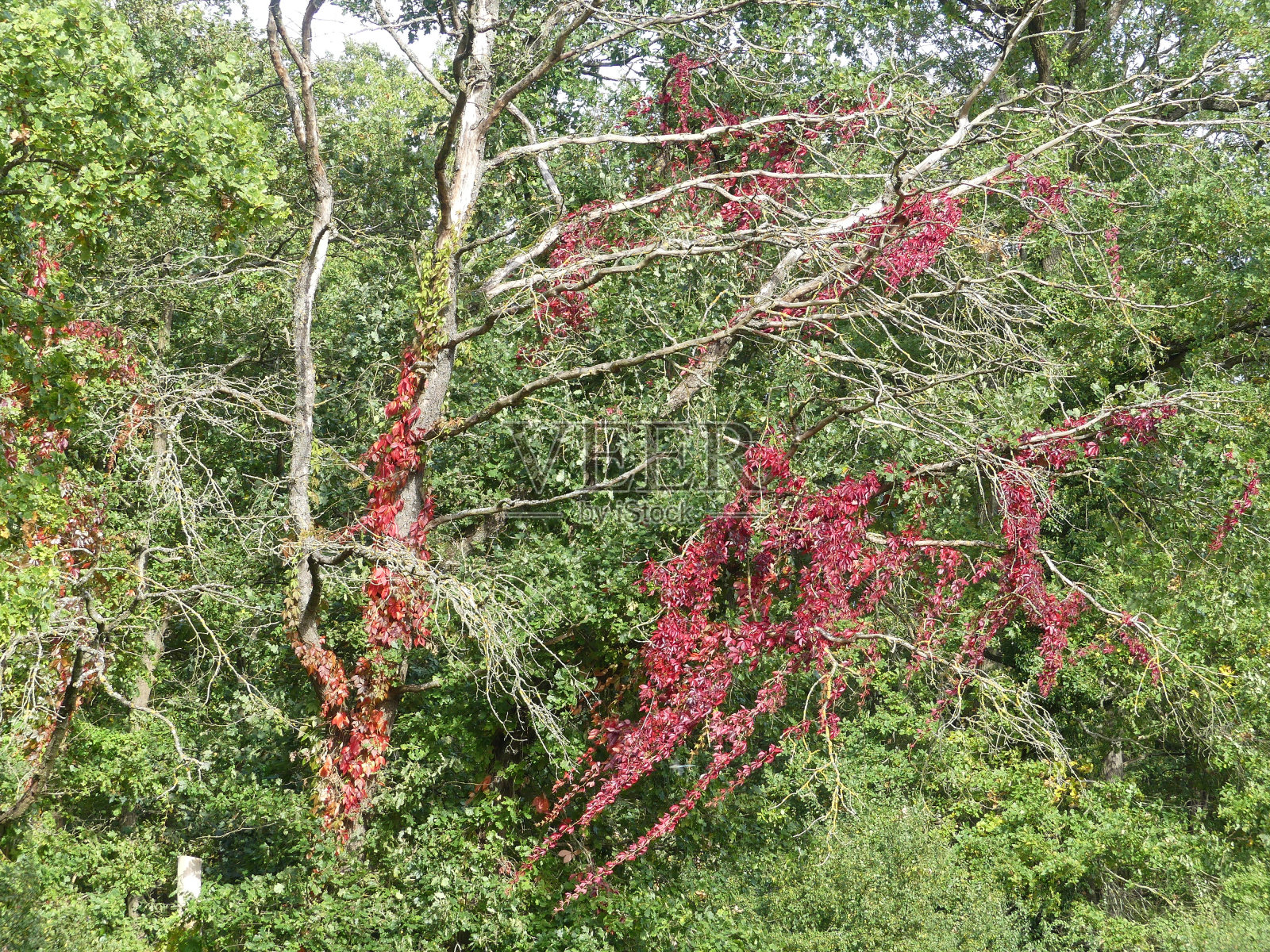 红叶树照片摄影图片