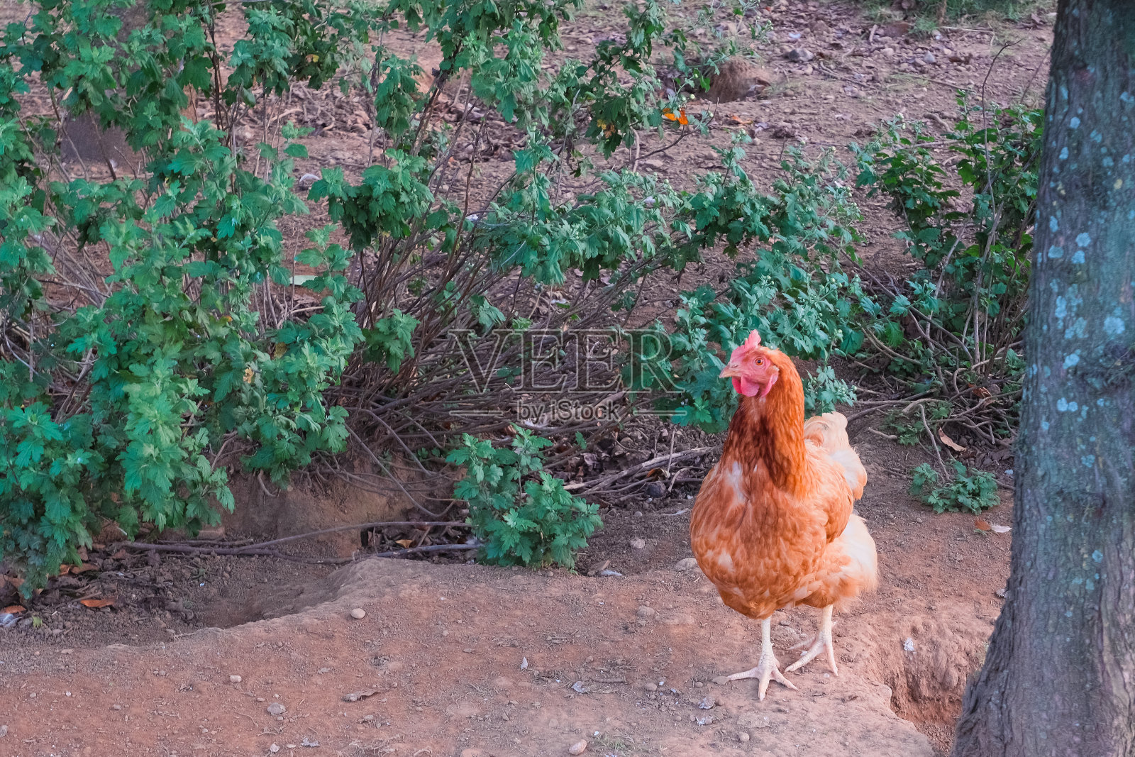 散养鸡照片摄影图片