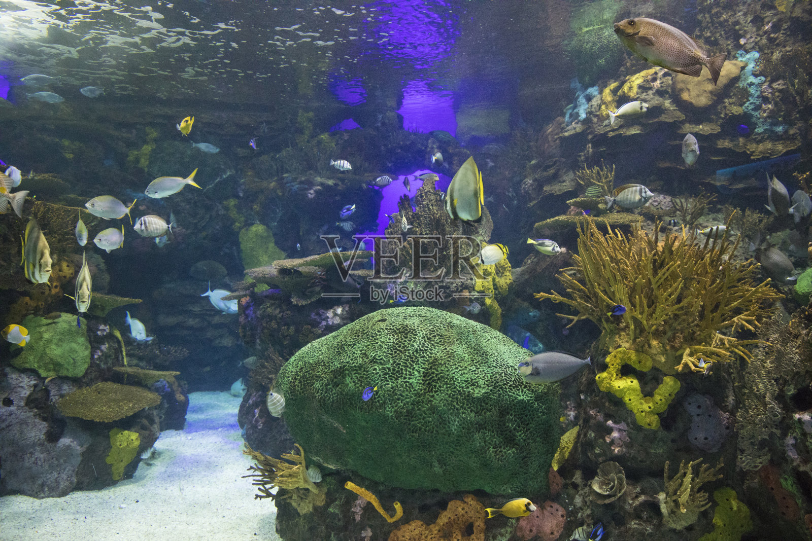 海底世界的景色照片摄影图片