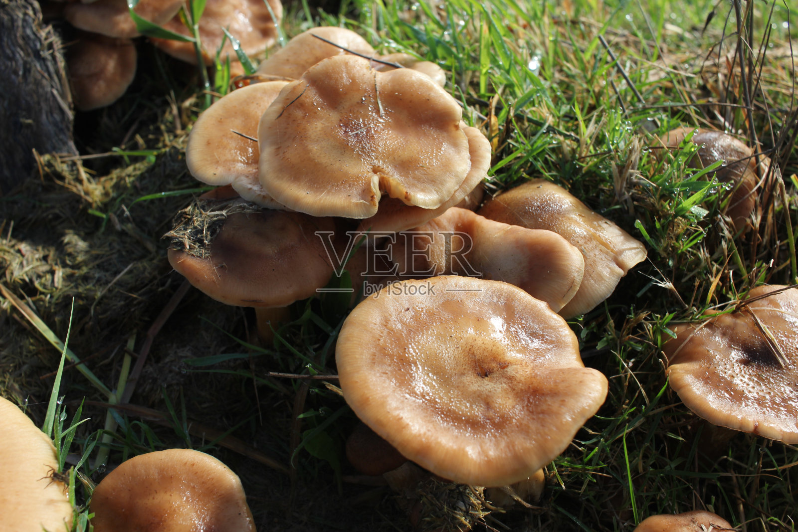 山间田野里的蘑菇照片摄影图片