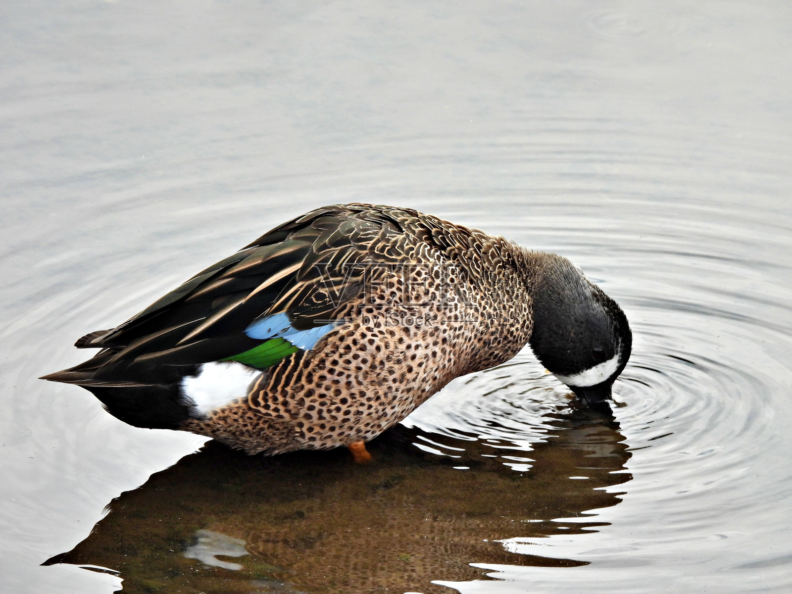 蓝翅鸭(Anas disors) -雄性在湖中觅食照片摄影图片