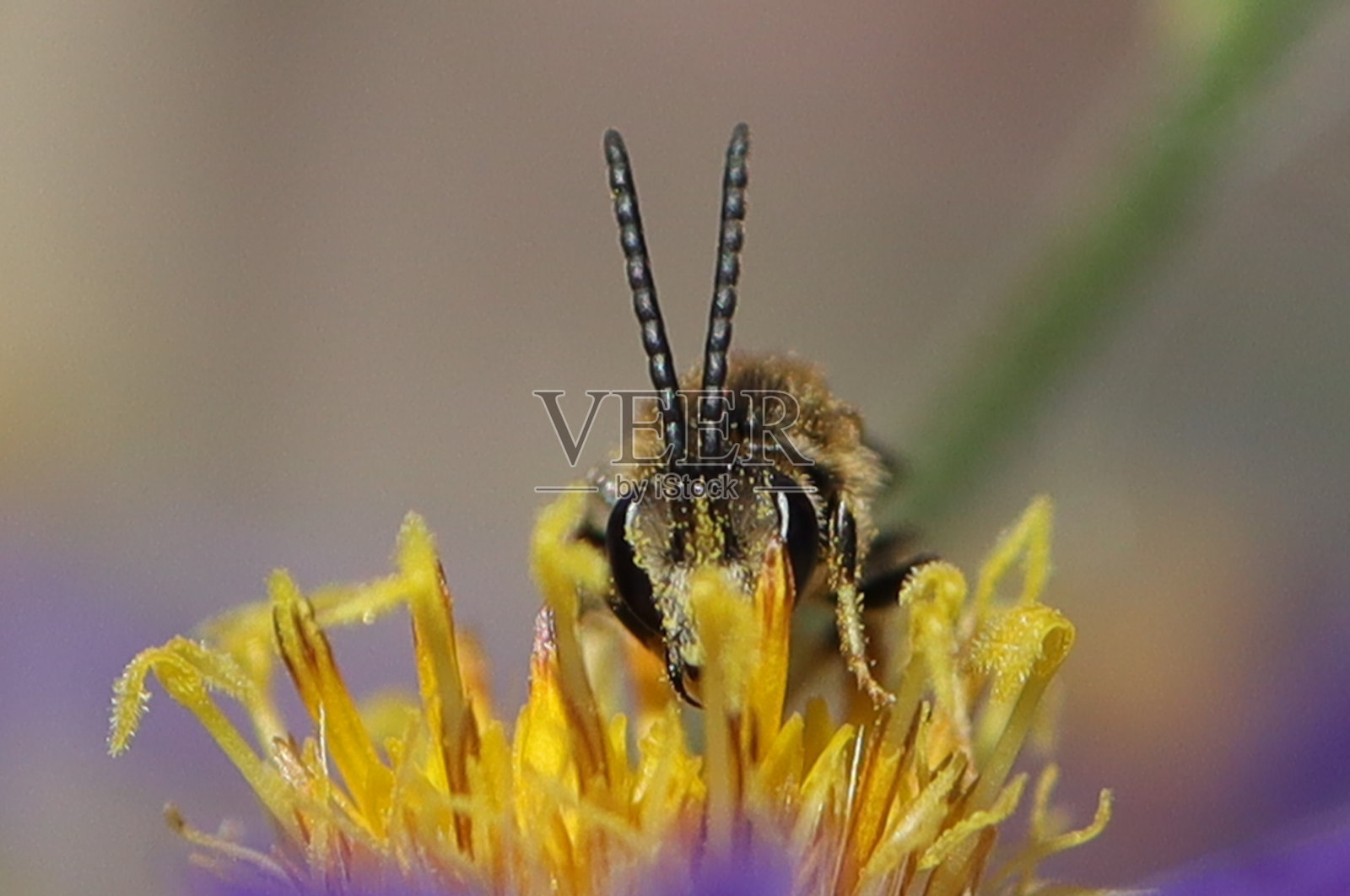 钙舌糖(Lasioglossum calceatum)照片摄影图片