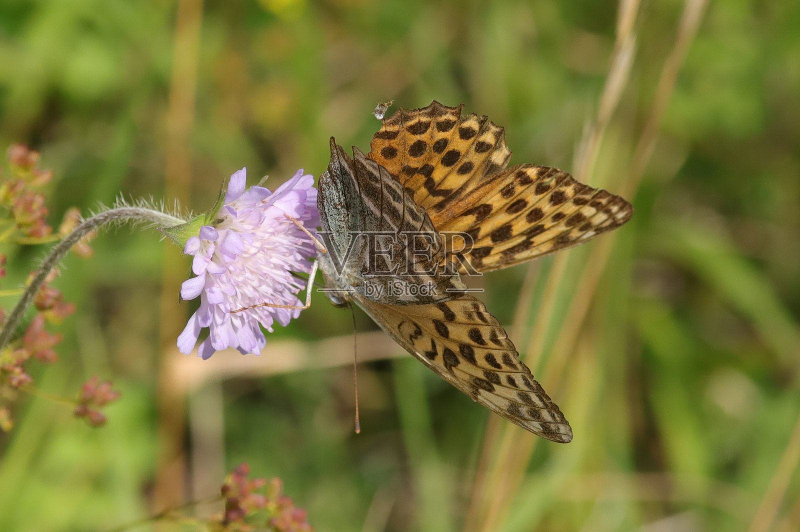 西班牙烟叶照片摄影图片