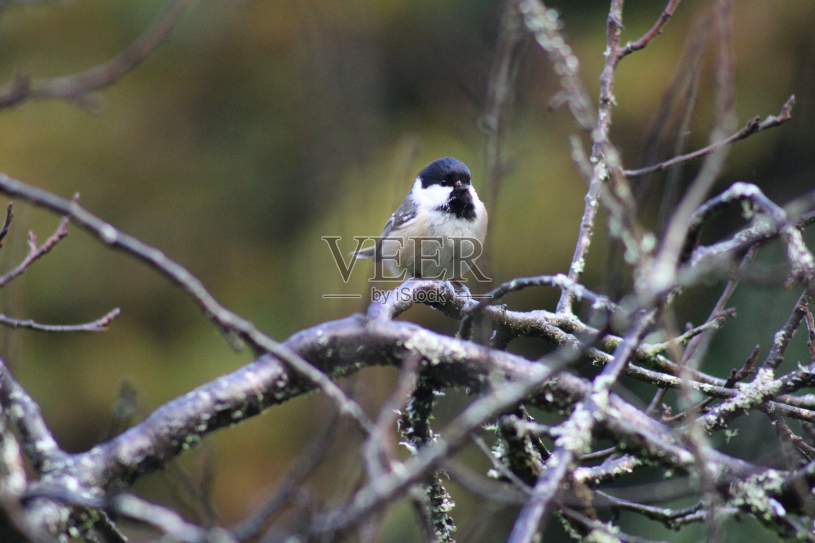 煤炭乳头。照片摄影图片