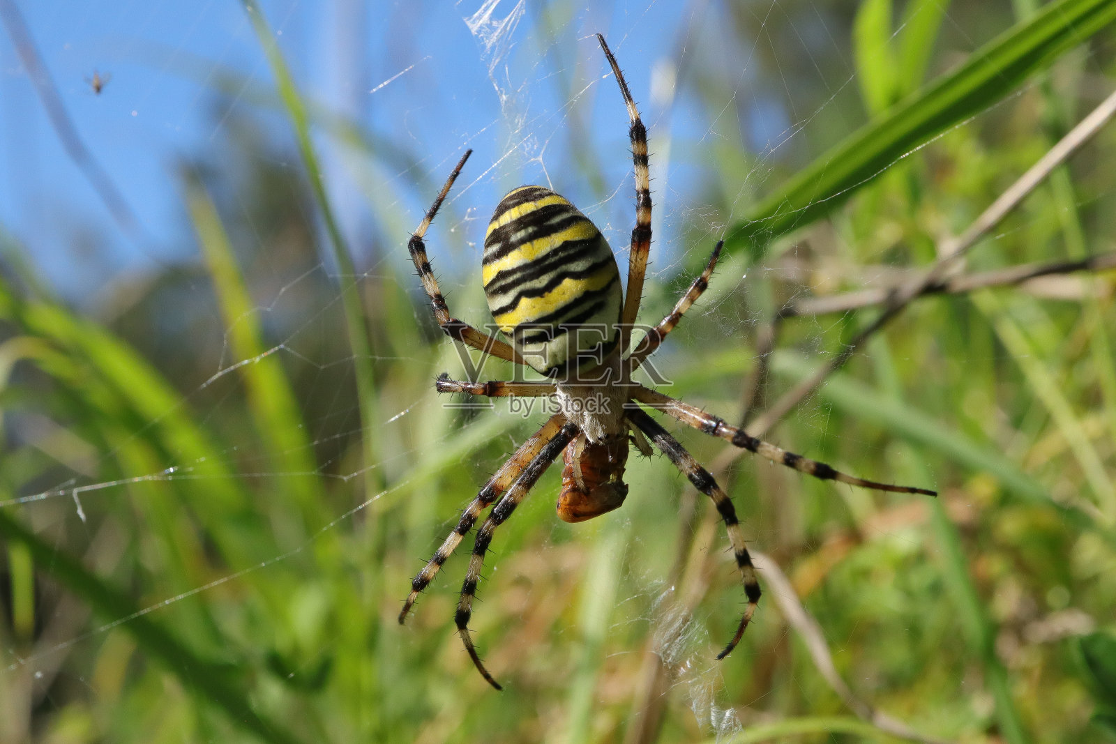 阿根廷人-阿根廷人(阿根廷人bruennichi)照片摄影图片