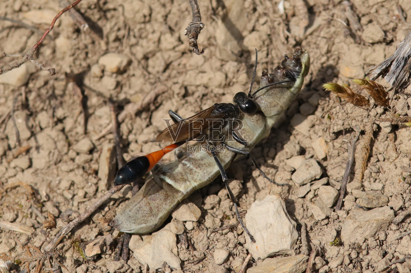 海芋草(Ammophila sabulosa)照片摄影图片