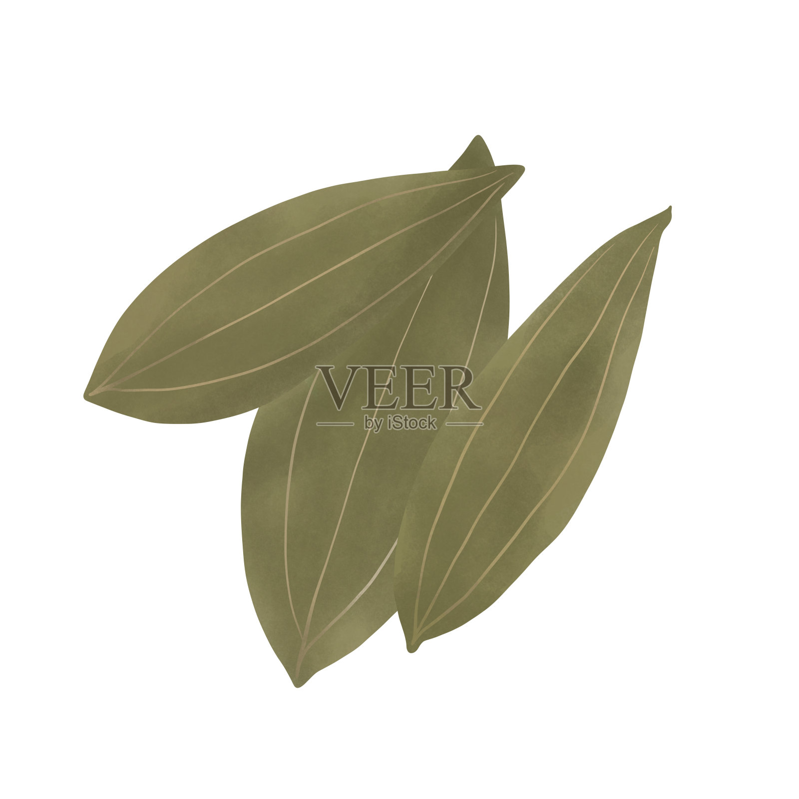 月桂叶。插画图片素材