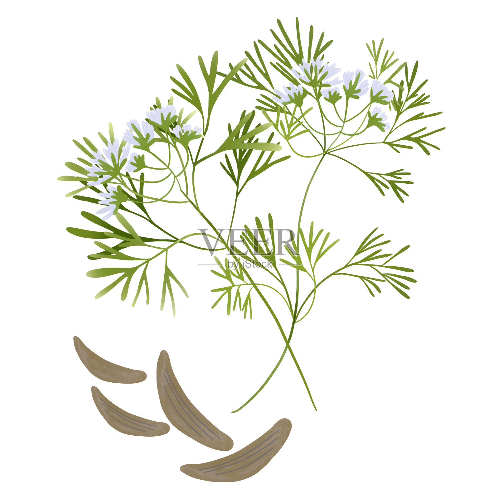 绿孜然枝和葛缕子。插画图片素材