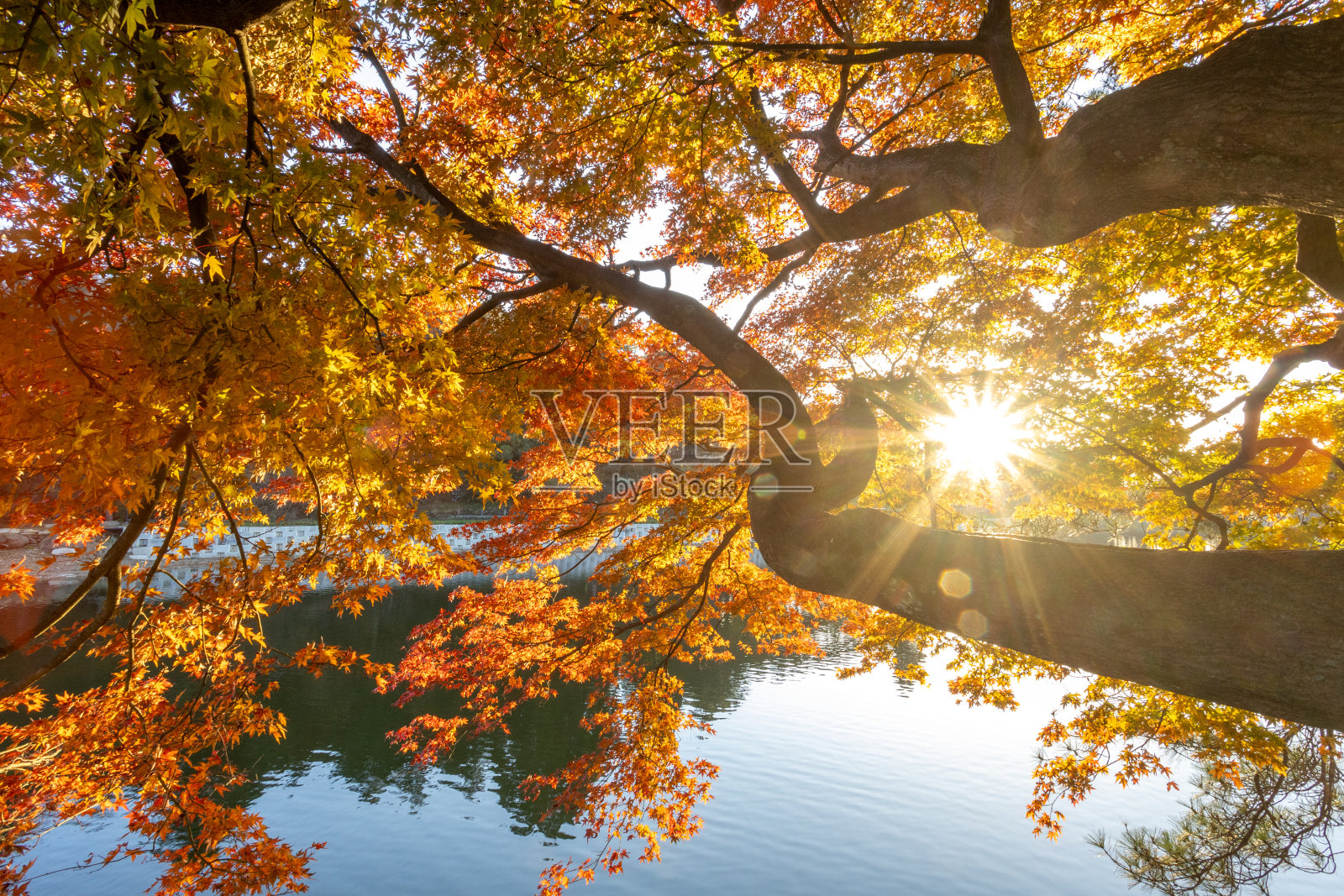 秋天的黄叶,枫树照片摄影图片