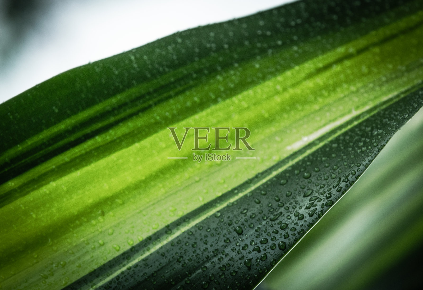 暗叶特写照片摄影图片