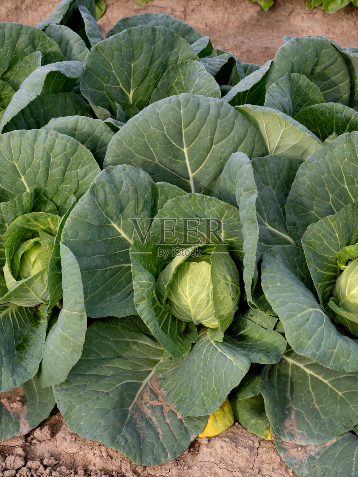 白菜的栽培照片摄影图片