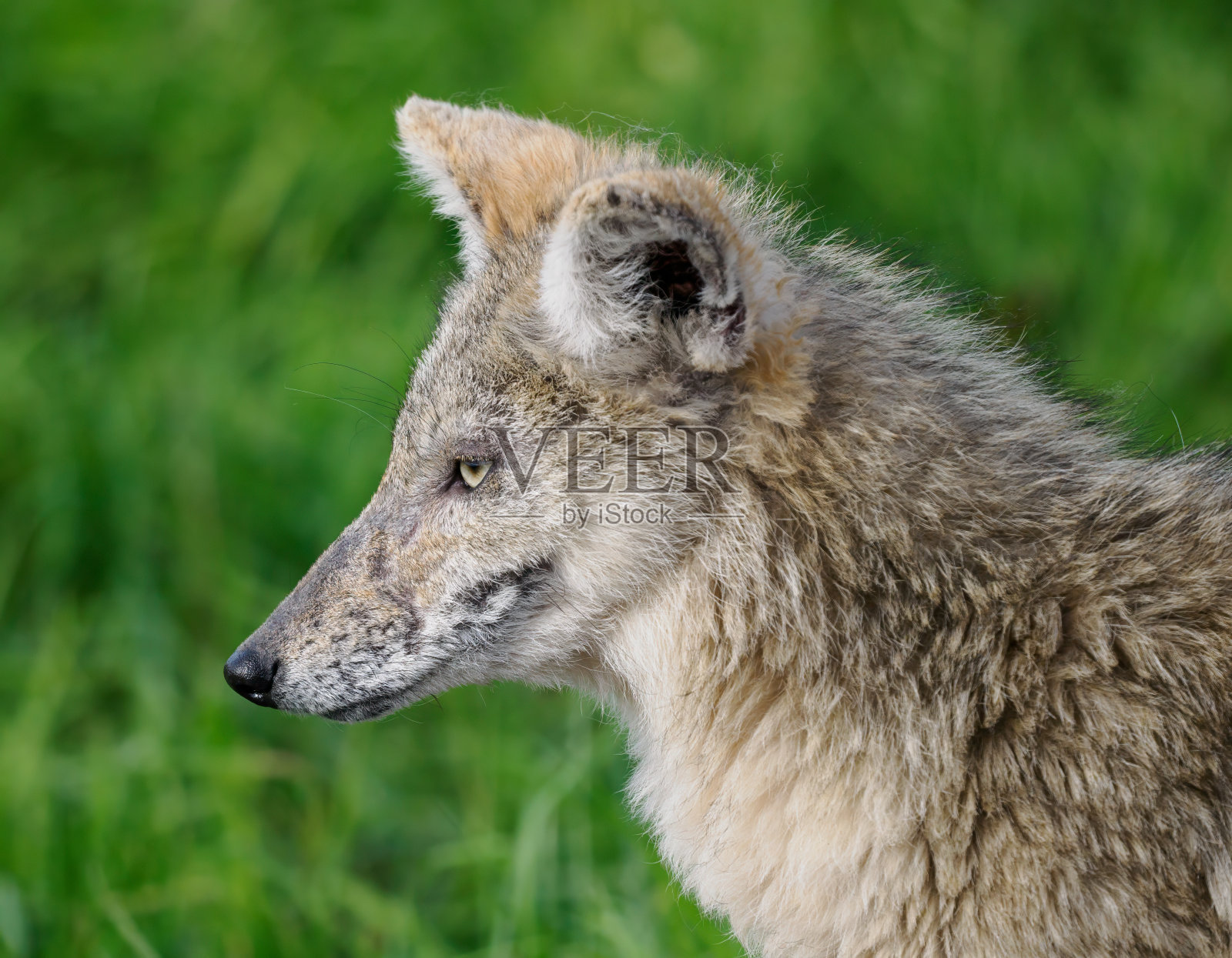 年轻的土狼头部拍摄犬拉特朗西华盛顿州照片摄影图片