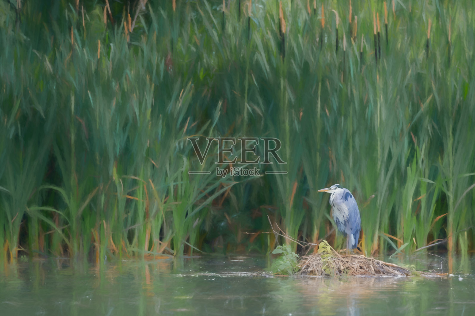 灰色苍鹭的数字插图,栖息在芦苇岸边。照片摄影图片