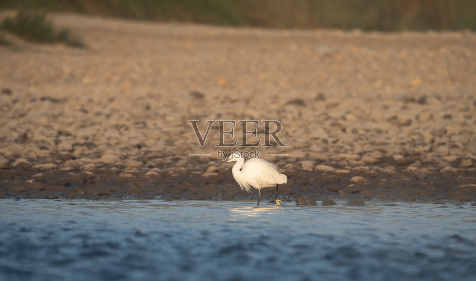 白鹭在河里钓鱼照片摄影图片