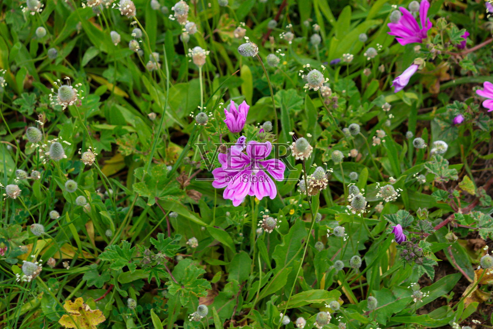 紫色花照片摄影图片