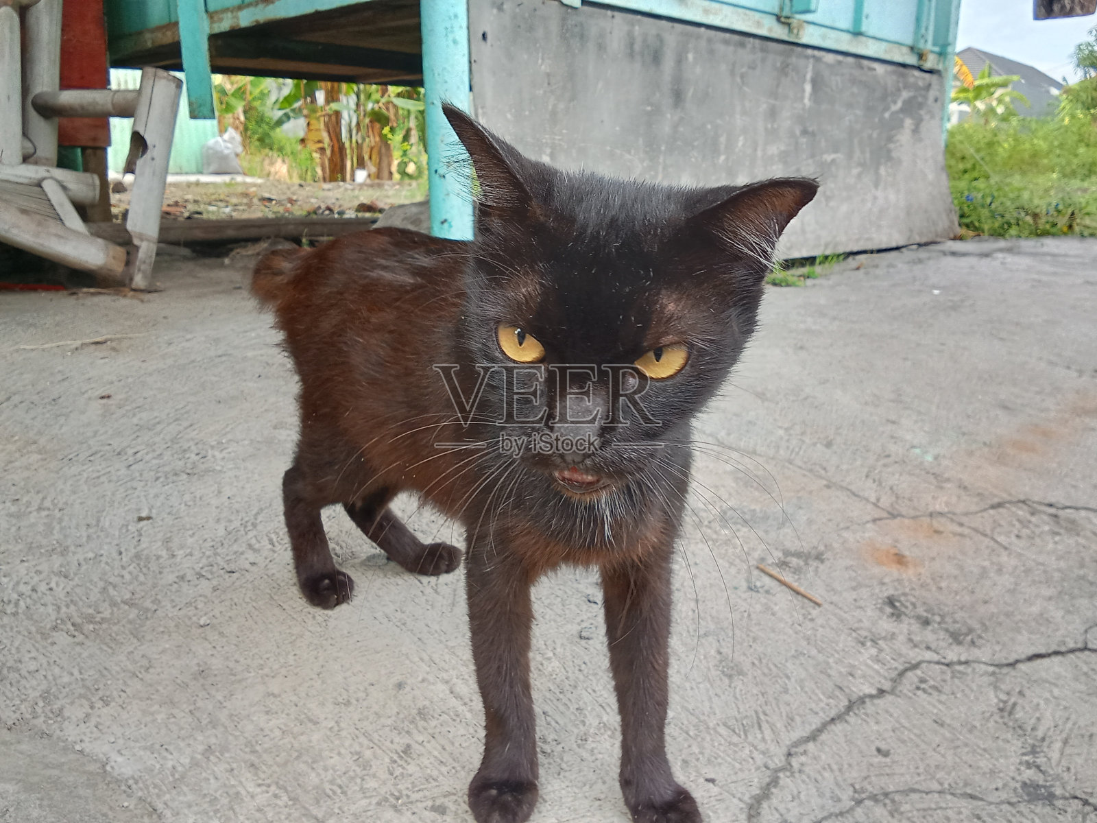 黑色的猫照片摄影图片