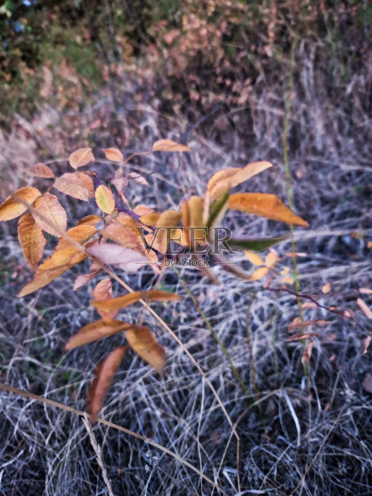 都是关于11月的秋天照片摄影图片
