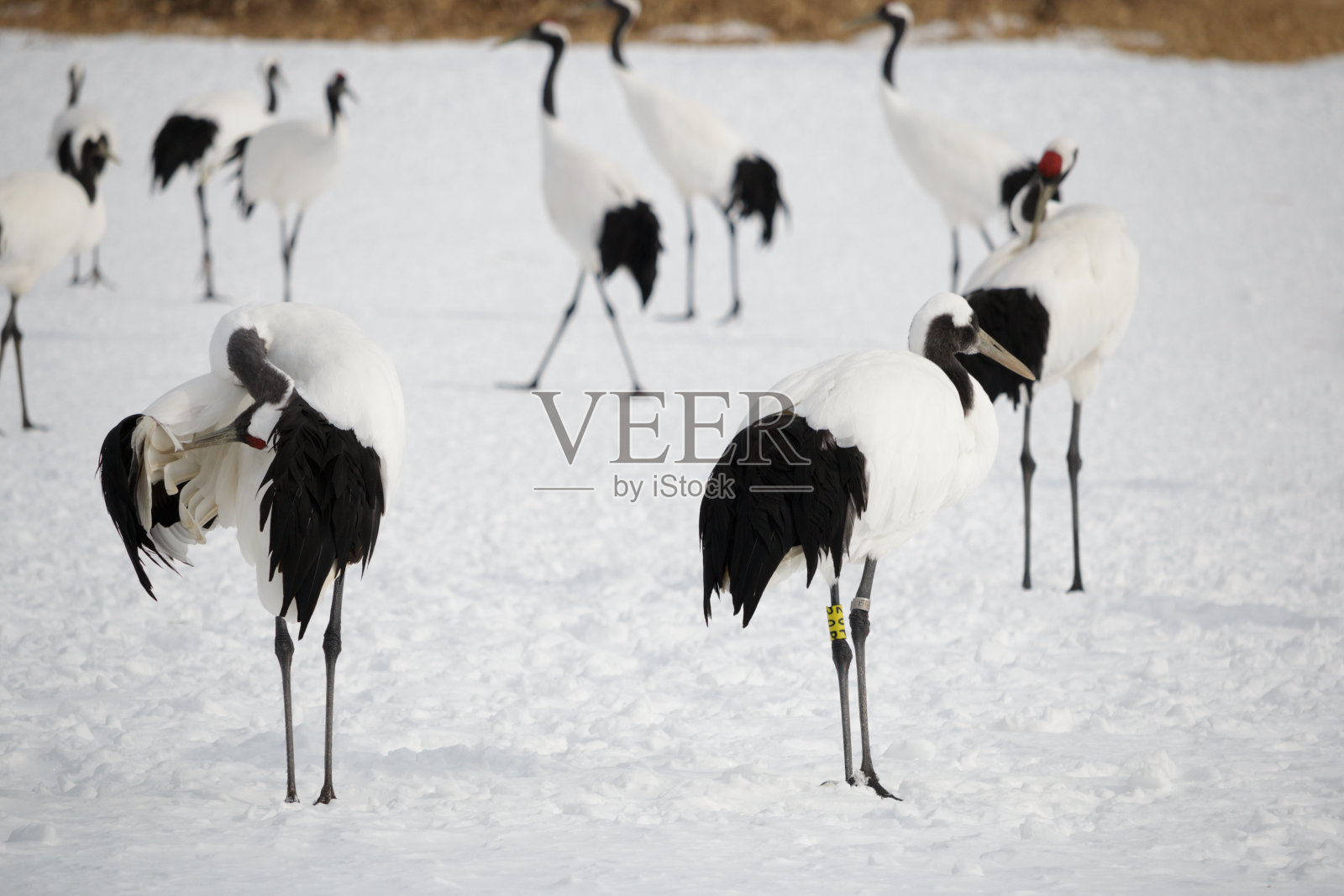一群日本丹顶鹤在鸟类保护区照片摄影图片