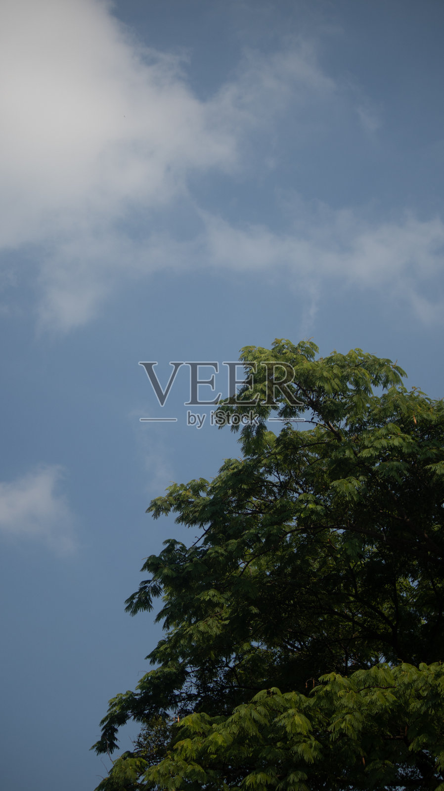 绿色的树照片摄影图片