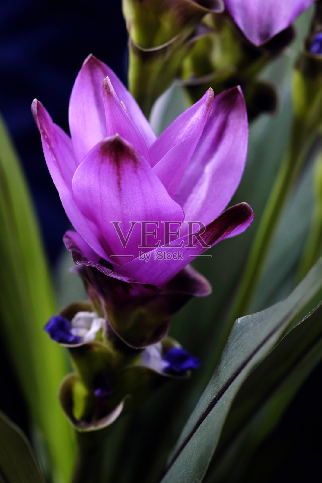 最美丽的花朵绽放在春天的花园,一个框架与柔和的选择性聚焦。照片摄影图片