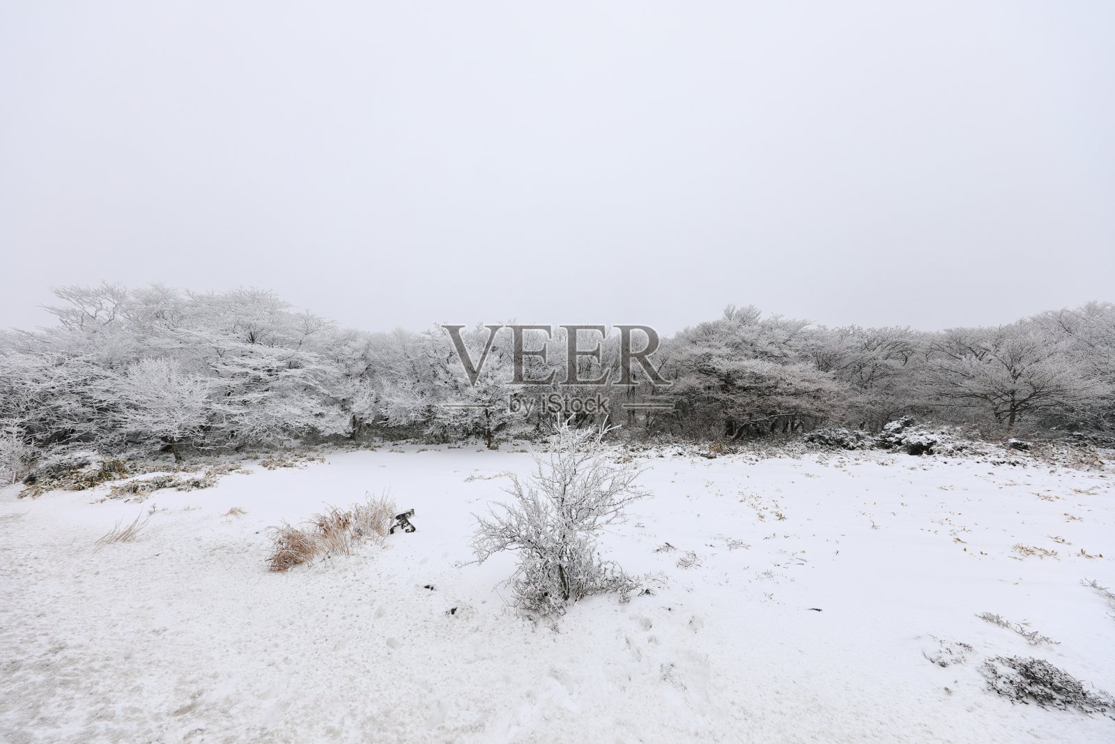 冬天在韩国济州岛著名的旅游景点1100山湿地照片摄影图片