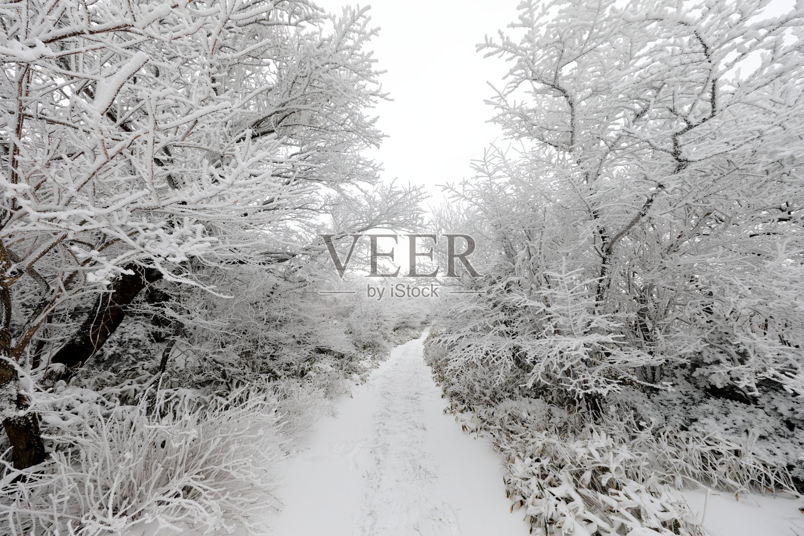 冬天在韩国济州岛著名的旅游景点1100山湿地照片摄影图片