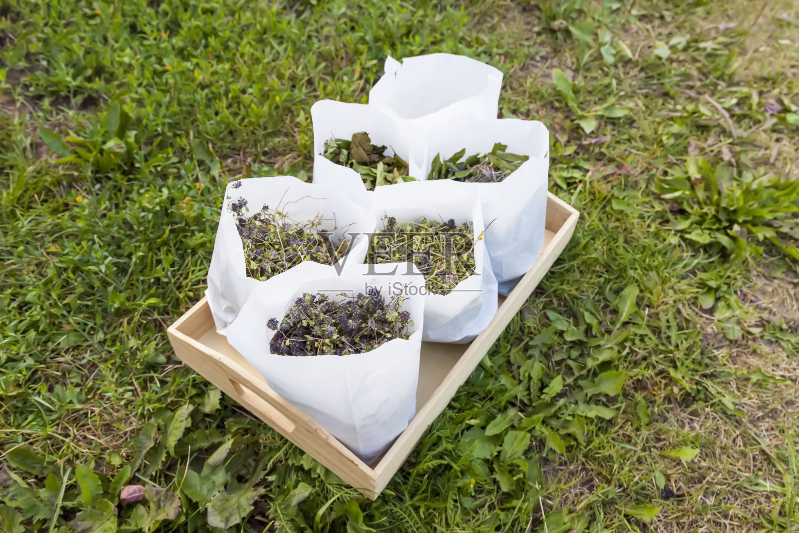 用于草药茶和顺势疗法的草药。用纸袋烘干植物。照片摄影图片