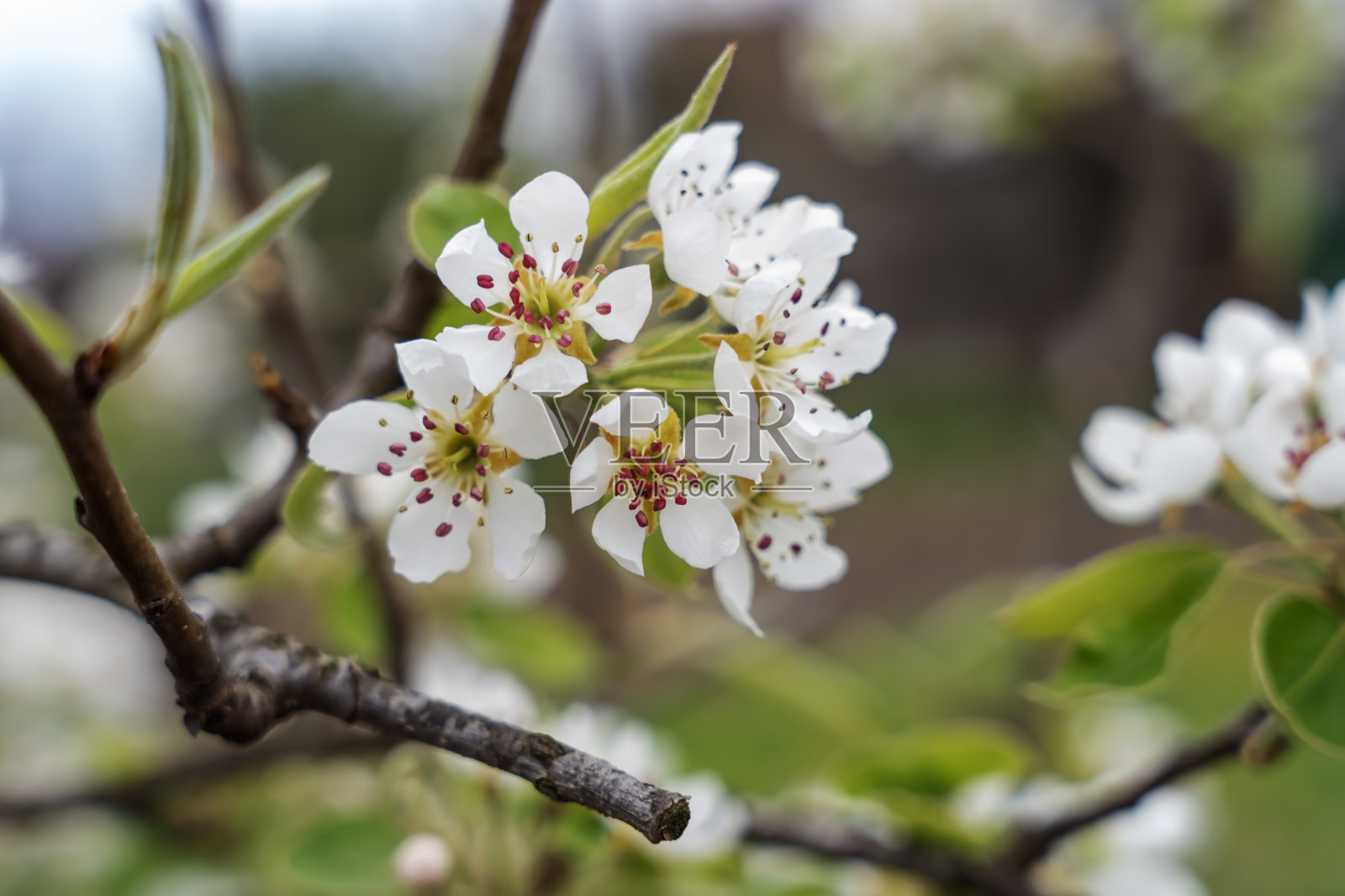 樱花盛开,白色的花朵,春天的背景照片摄影图片