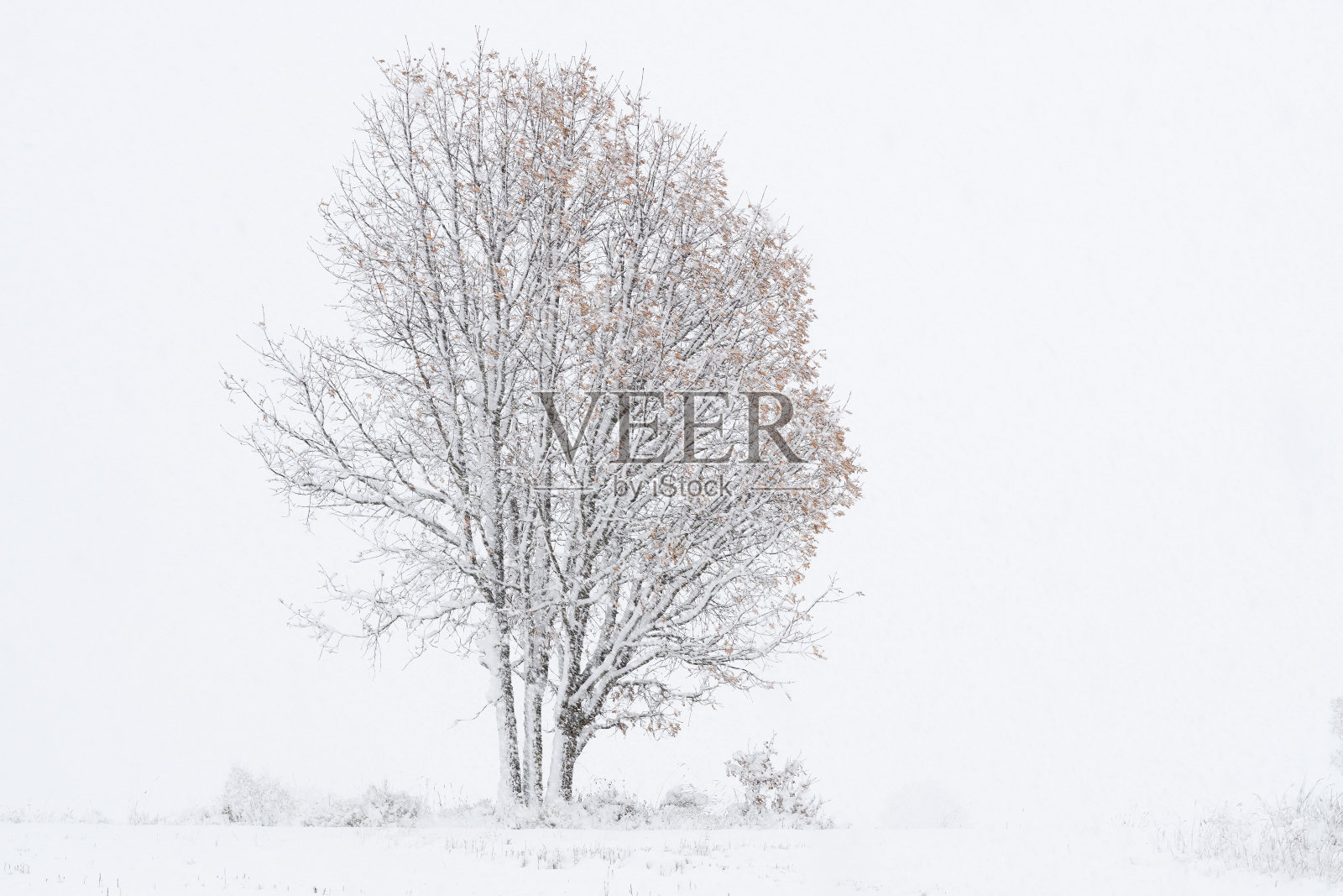 橡树林中的雪景,树枝在冬天被雪覆盖。照片摄影图片