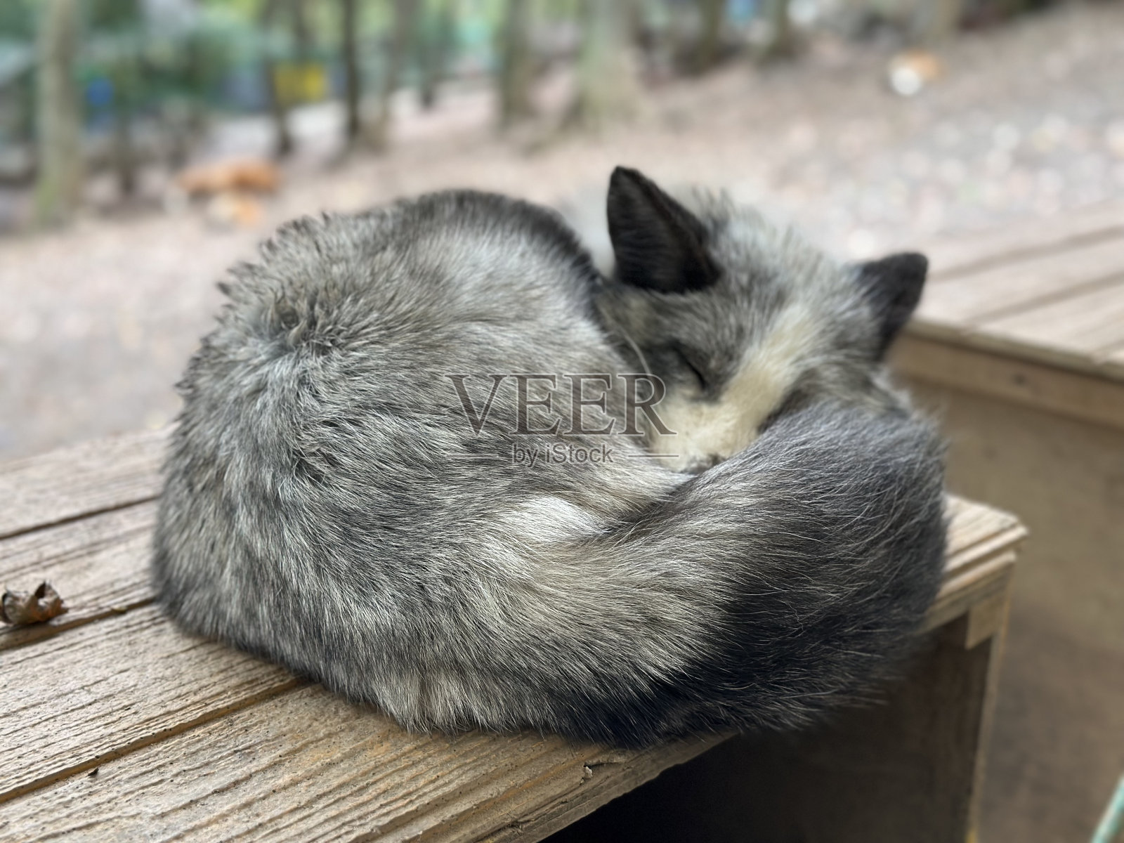 狐狸。照片摄影图片