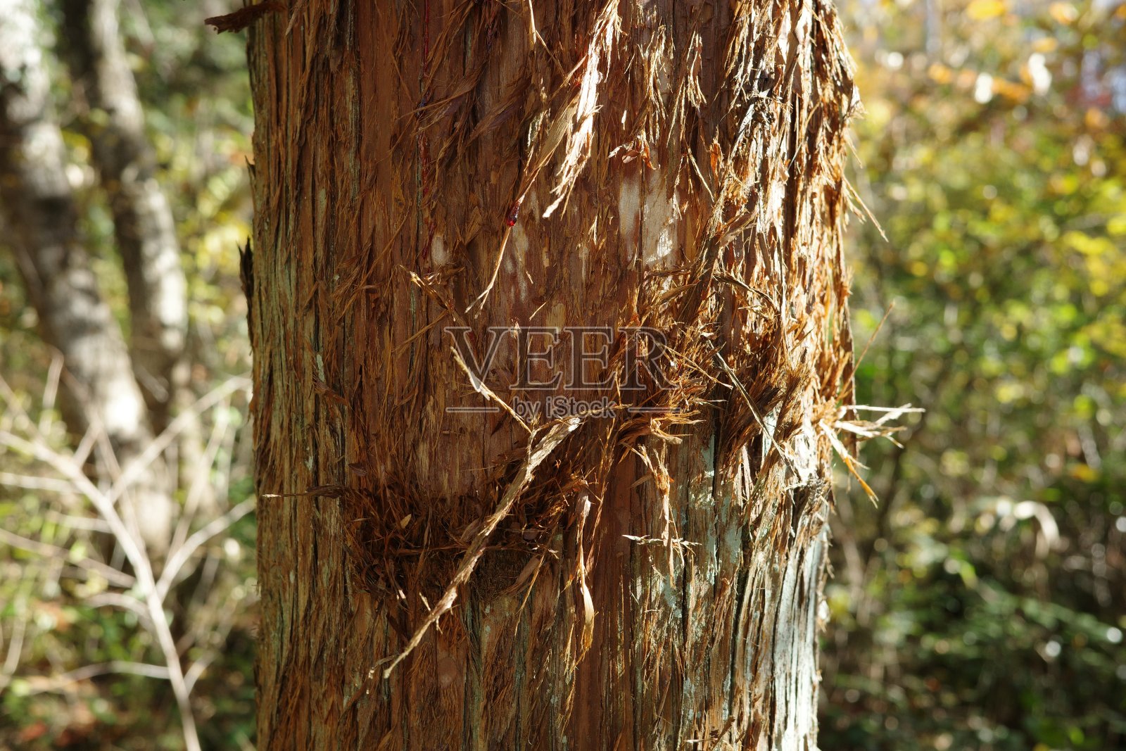 糖滑翔机和其他小动物从雪松树干上剥下树皮用作筑巢材料照片摄影图片