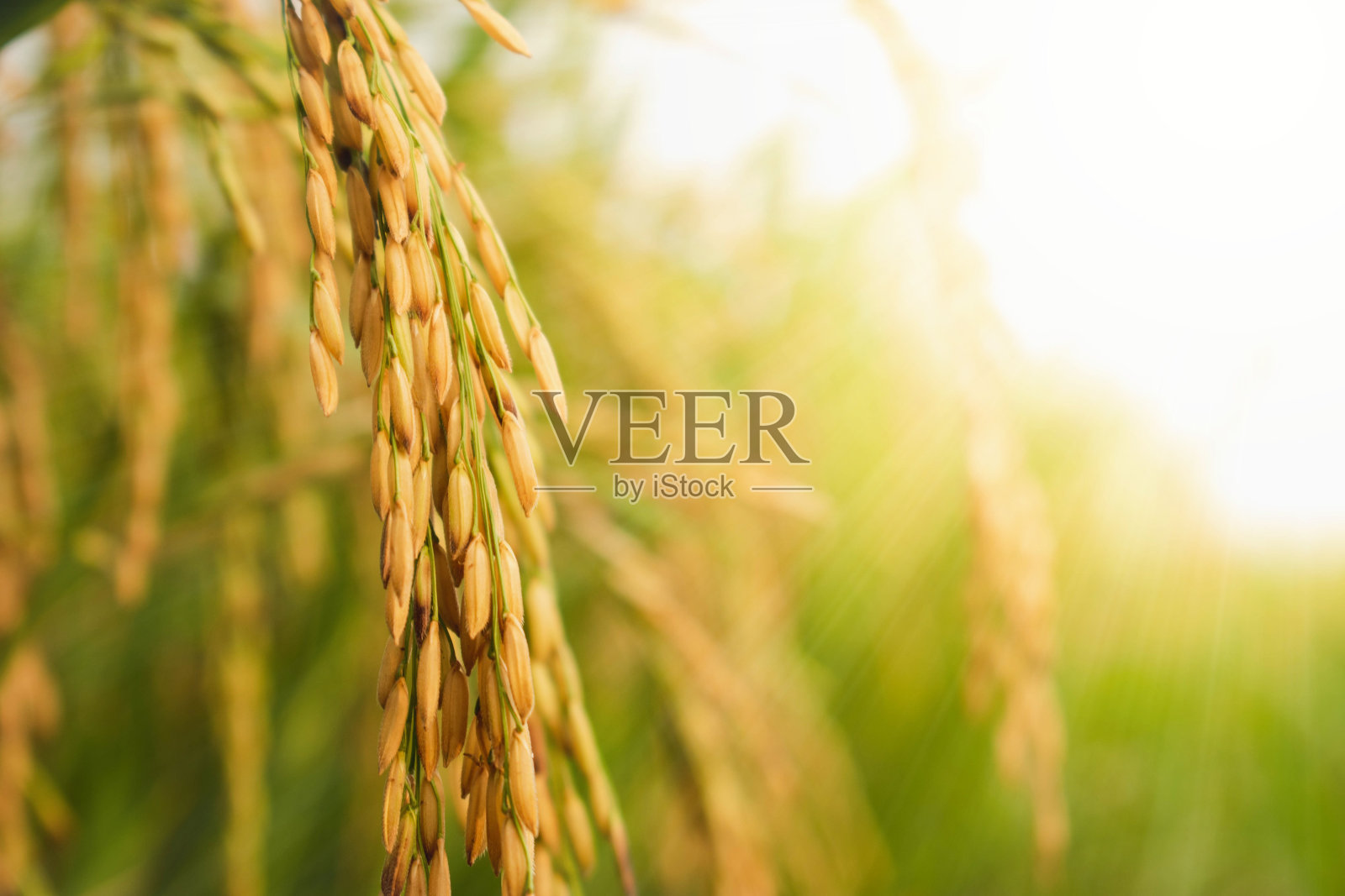 大米照片摄影图片