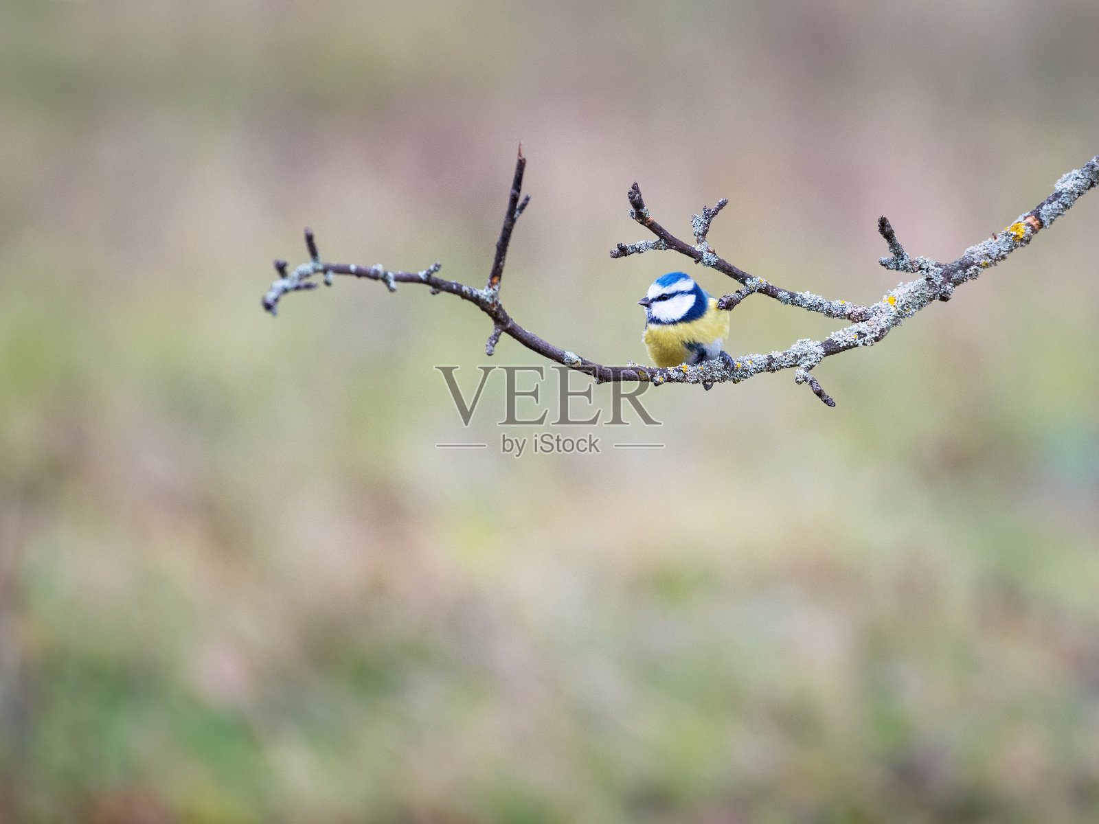 一只欧亚蓝山雀完美平衡地站在一根细树枝上照片摄影图片