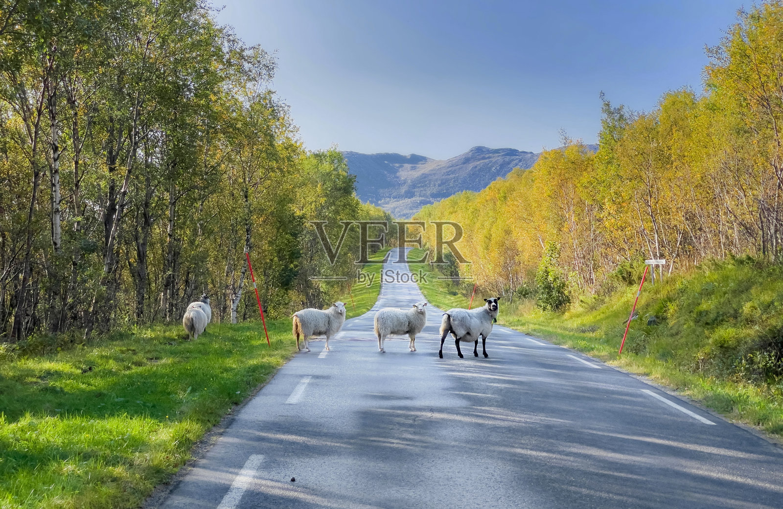 自由的羊群穿过挪威的一条乡村公路照片摄影图片