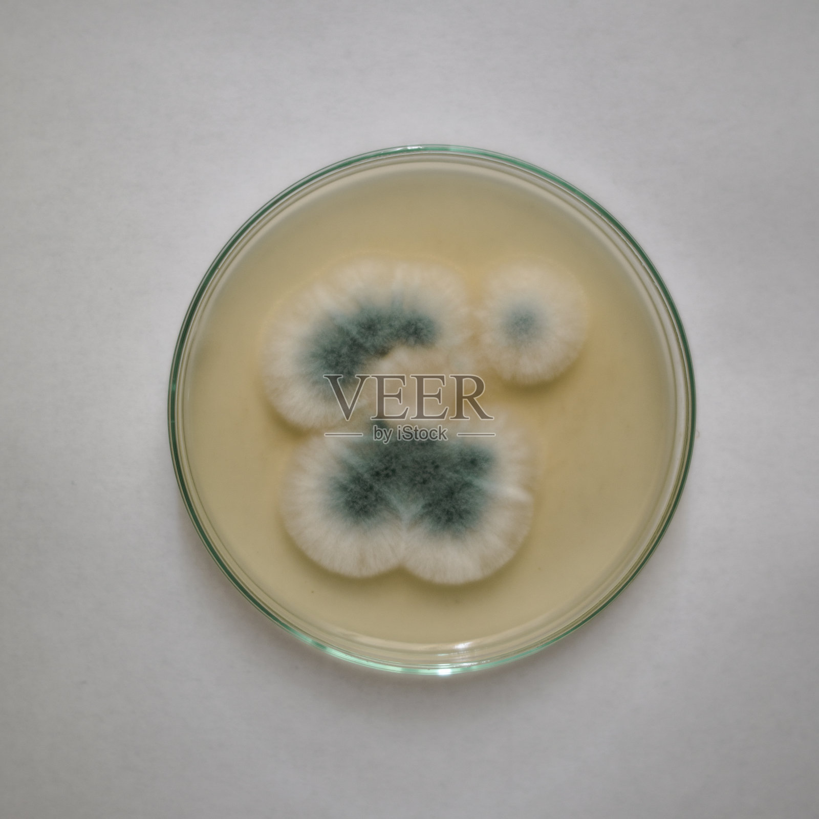 有霉菌的培养皿照片摄影图片