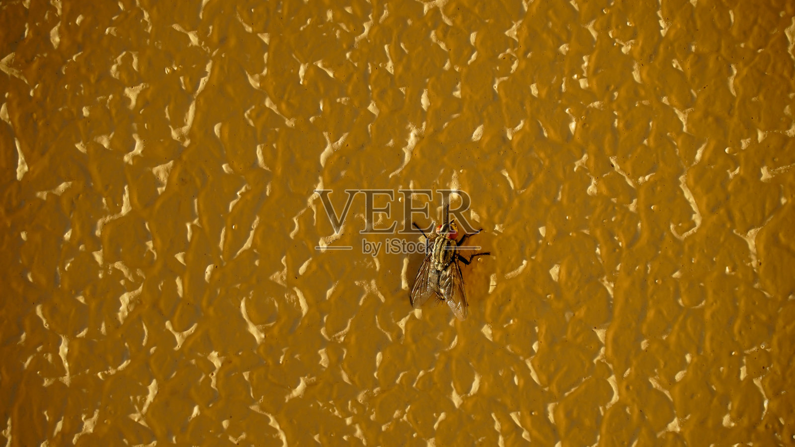 一只家蝇站在黄色的墙上照片摄影图片