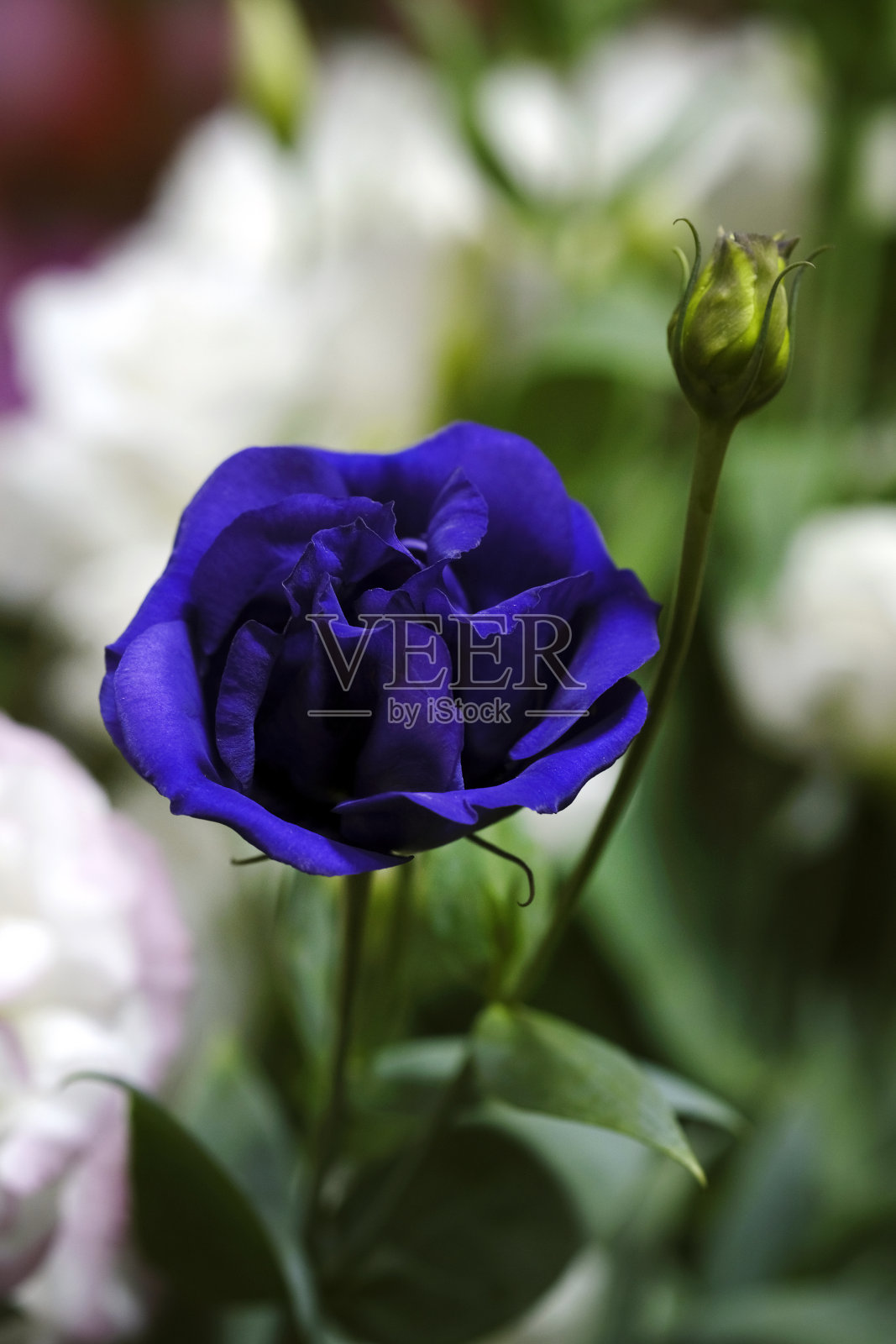 美丽的蓝色印度玫瑰和植物在浦那的一个家庭花园的特写照片摄影图片