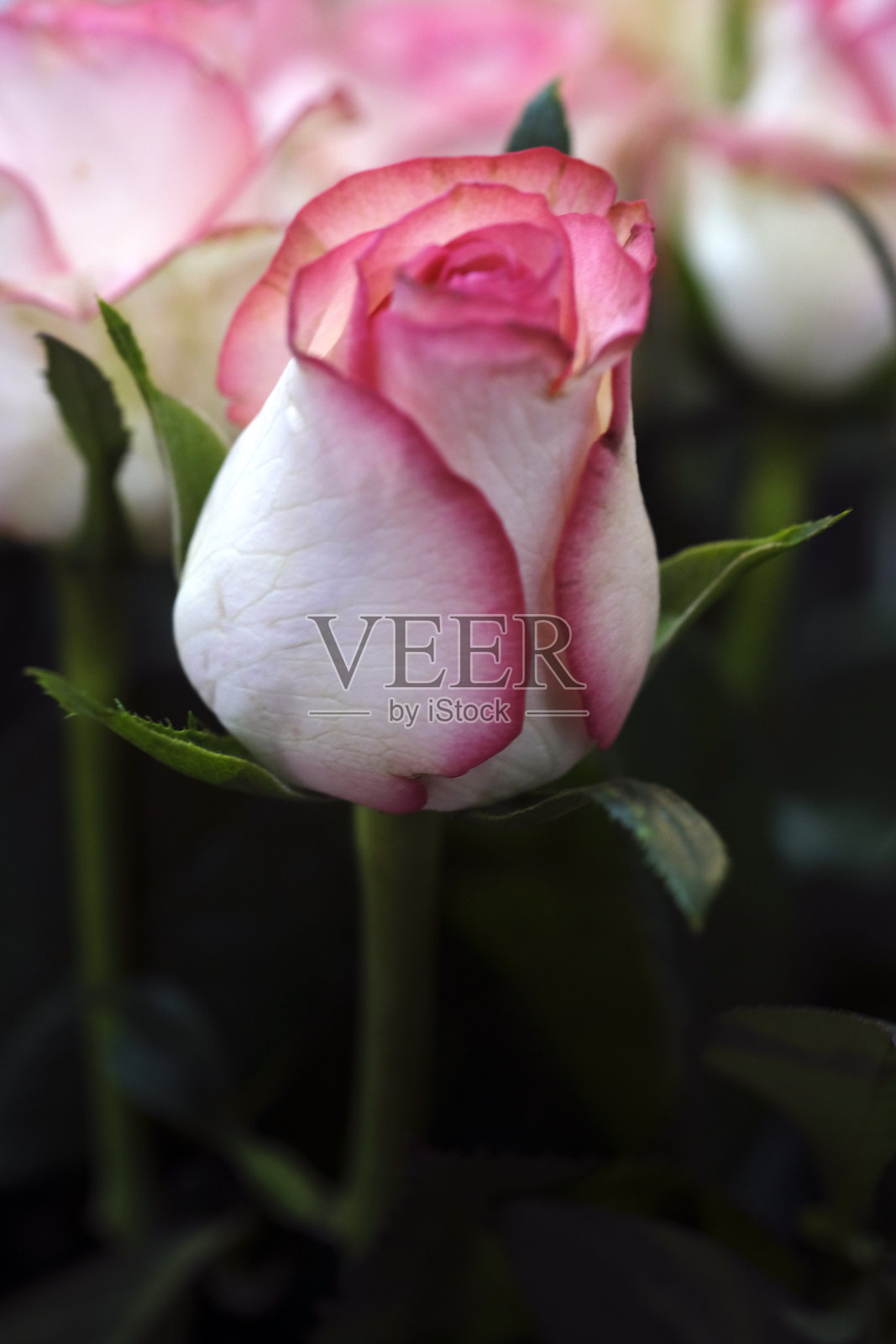 美丽的粉红色/红色印度玫瑰花和植物在浦那的一个家庭花园的特写照片摄影图片