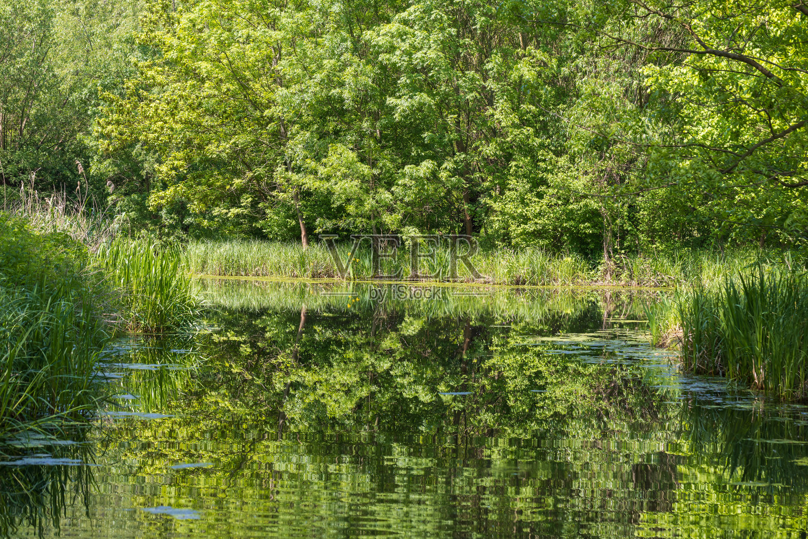 池塘周围有美丽的森林景观。绿色的树木。照片摄影图片
