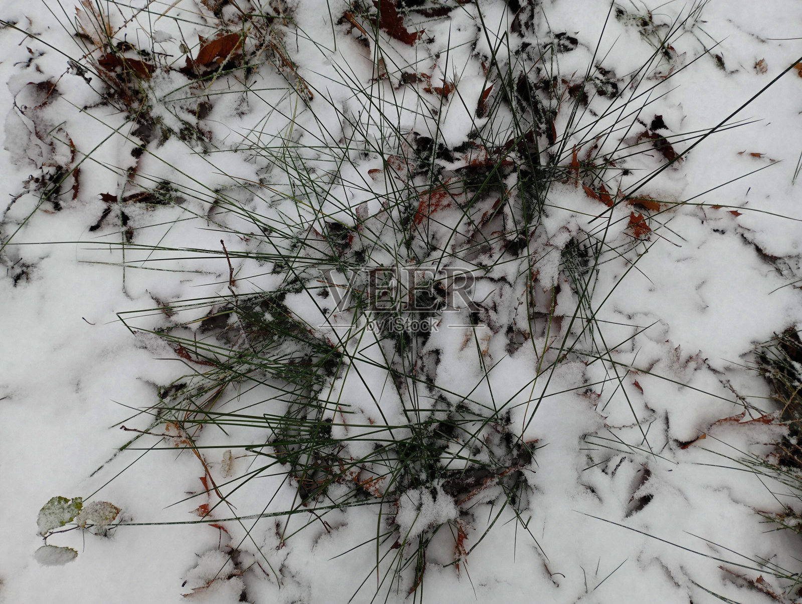 白雪下美丽的绿草。美丽的冬天背景与草和雪。照片摄影图片